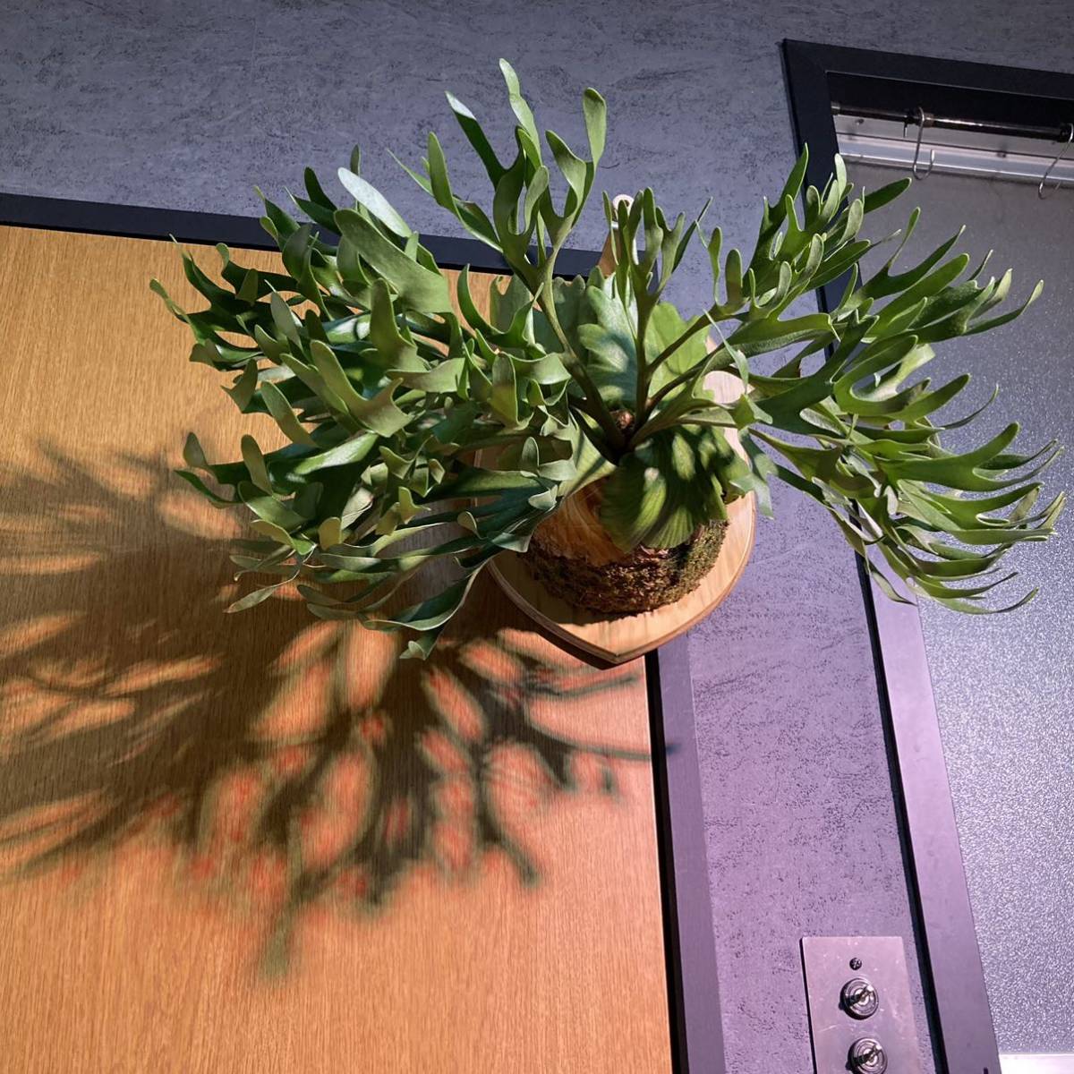 ビカクシダ マウントキッチャクード my.kitshakood 長期管理株 ビカクシダ マウントキッチャクード my.kitshakood 長期管理株