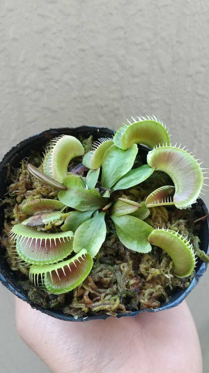 食虫植物 ハエトリソウ Jaws Smiley Yahoo!オークション - 食虫植物 dionaea jaws smiley ハエトリソウ