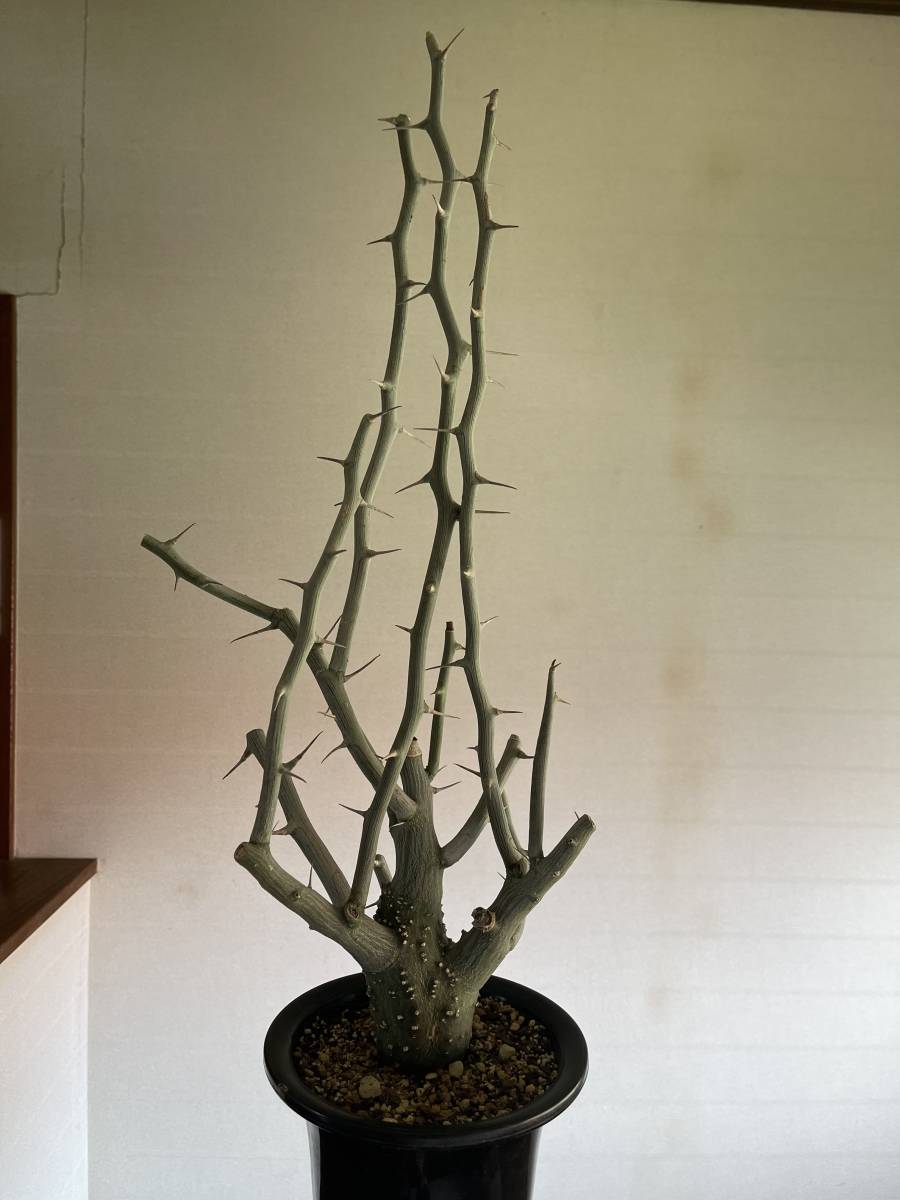 Adenia ballyi アデニア バリー 実生 希少種 塊根植物 多肉植物 Adenia ballyi アデニア バリー 実生 希少種 塊根植物 多肉植物