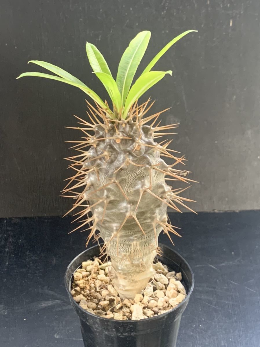 フィフェレネンセ　パキポディウム Pachypodium lamerei var. fiherenens 多肉植物 サボテン　281_画像3