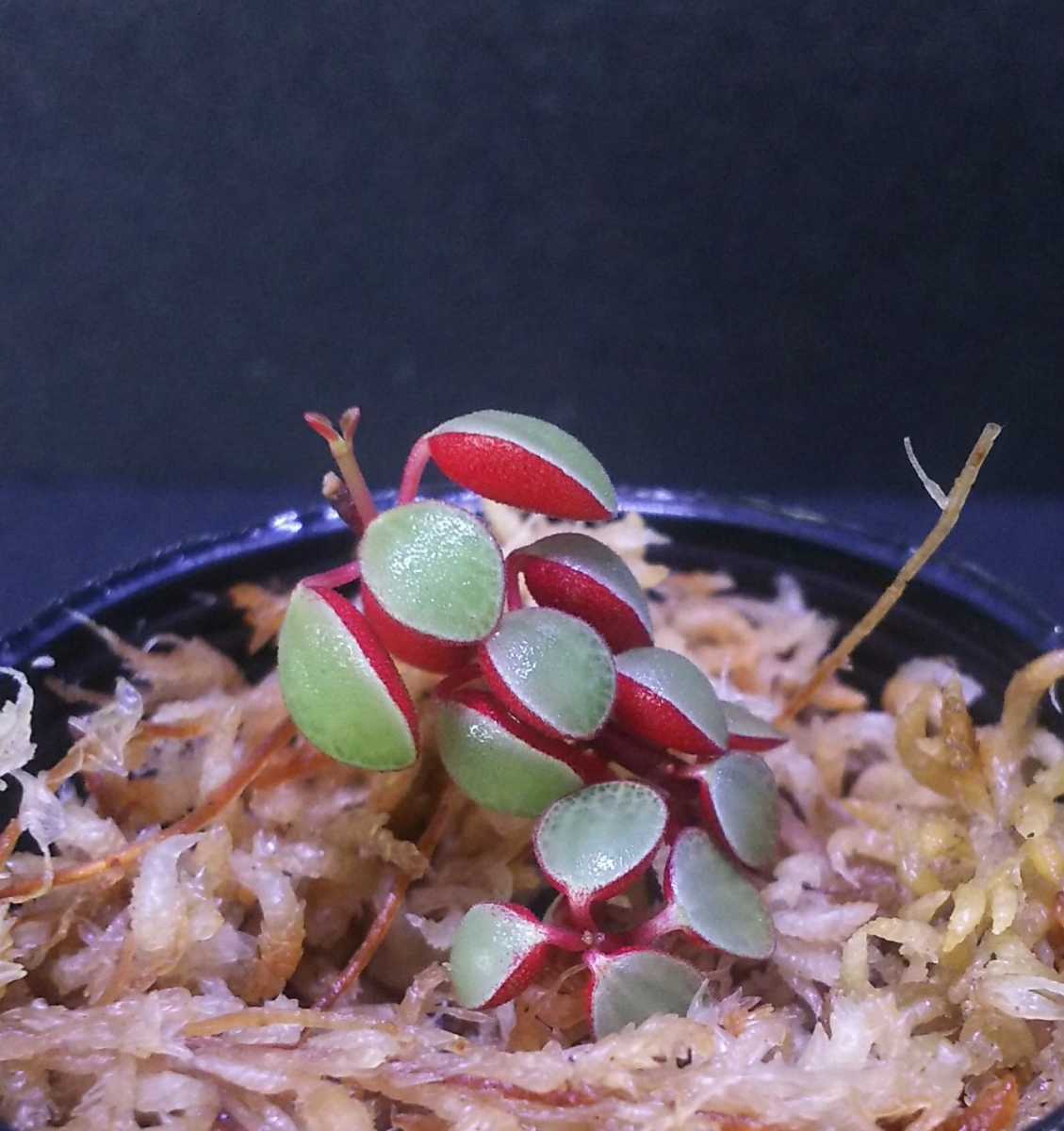 【カット苗】Peperomia sp. 多肉ペペロミア　原種ペペロミア　ぺぺロミア　熱帯植物　パルダリウム　ビバリウム　送料第4種植物郵便73円_画像2