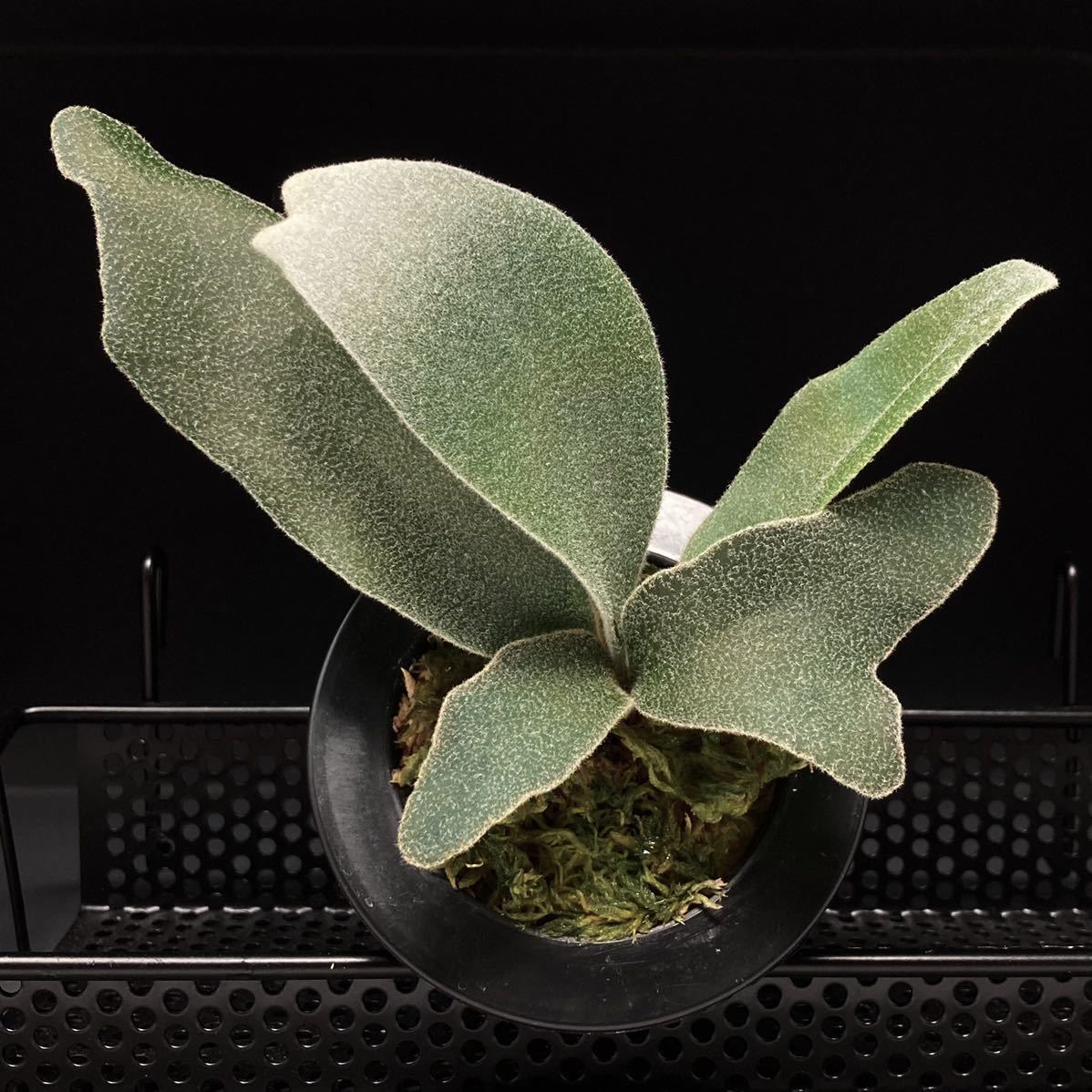 P. Willinckii Celso Tatsuta 【XX】ウィリンキー セルソ タツタ P. Willinckii Celso Tatsuta 【XX】ウィリンキー セルソ タツタ