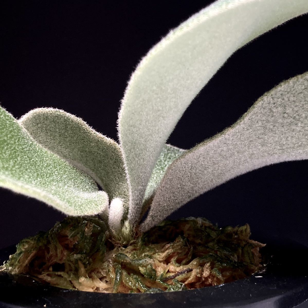 P. Willinckii Celso Tatsuta 【XX】ウィリンキー セルソ タツタ P. Willinckii Celso Tatsuta 【XX】ウィリンキー セルソ タツタ