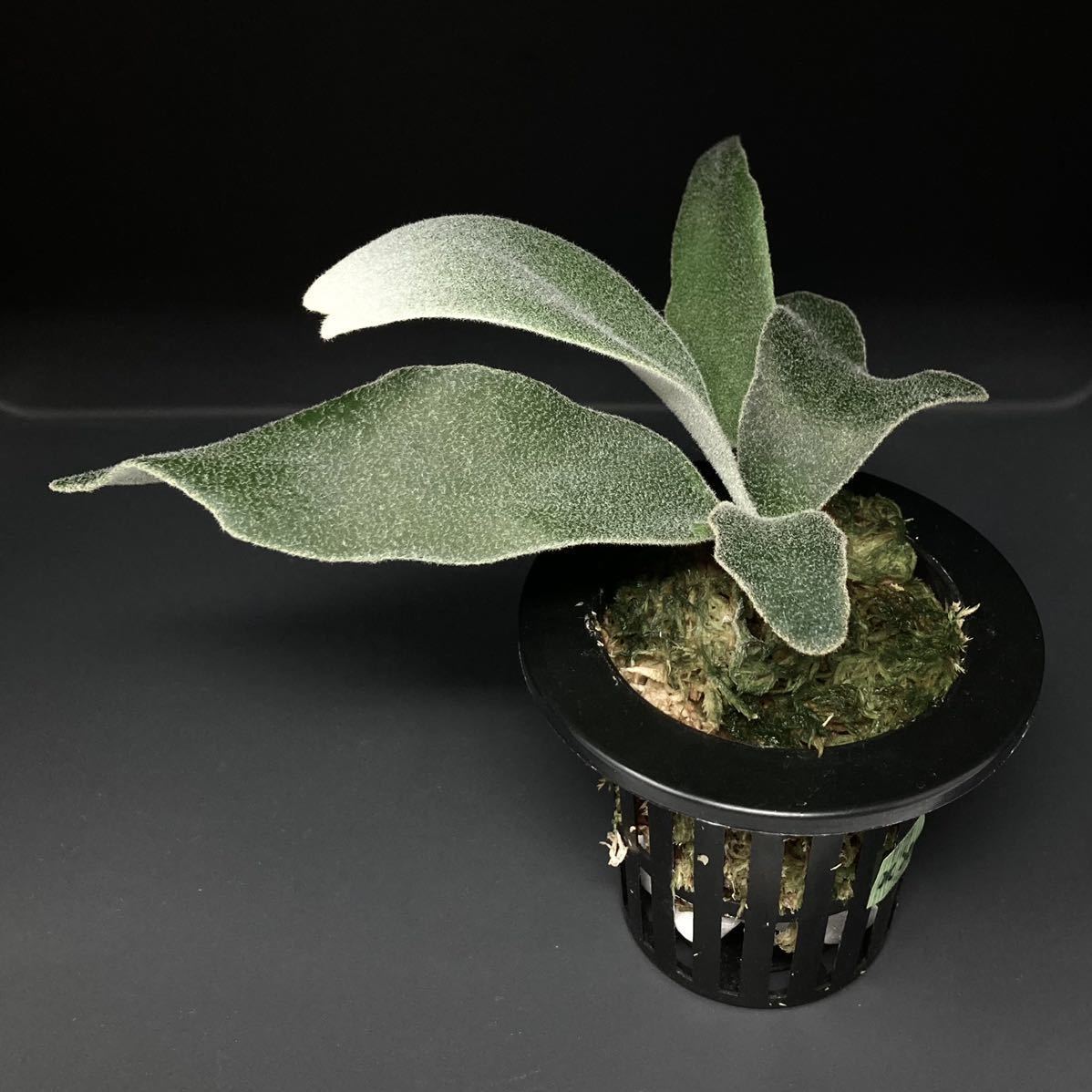 P. Willinckii Celso Tatsuta 【XX】ウィリンキー セルソ タツタ P. Willinckii Celso Tatsuta 【XX】ウィリンキー セルソ タツタ