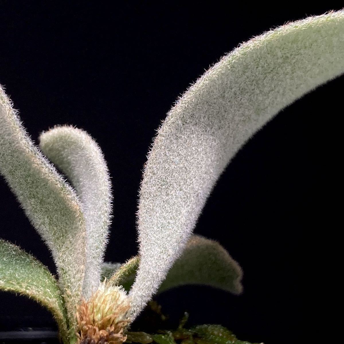 P. Willinckii Celso Tatsuta 【VV】ウィリンキー セルソ タツタ P. Willinckii Celso Tatsuta 【VV】ウィリンキー セルソ タツタ