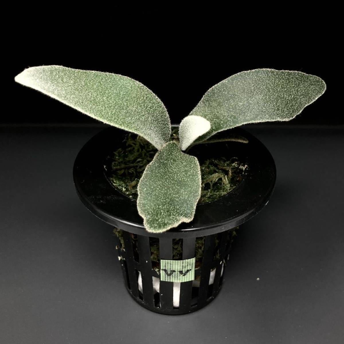 P. Willinckii Celso Tatsuta 【VV】ウィリンキー セルソ タツタ P. Willinckii Celso Tatsuta 【VV】ウィリンキー セルソ タツタ