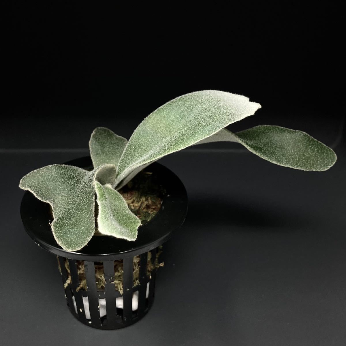 P. Willinckii Celso Tatsuta 【XX】ウィリンキー セルソ タツタ P. Willinckii Celso Tatsuta 【XX】ウィリンキー セルソ タツタ