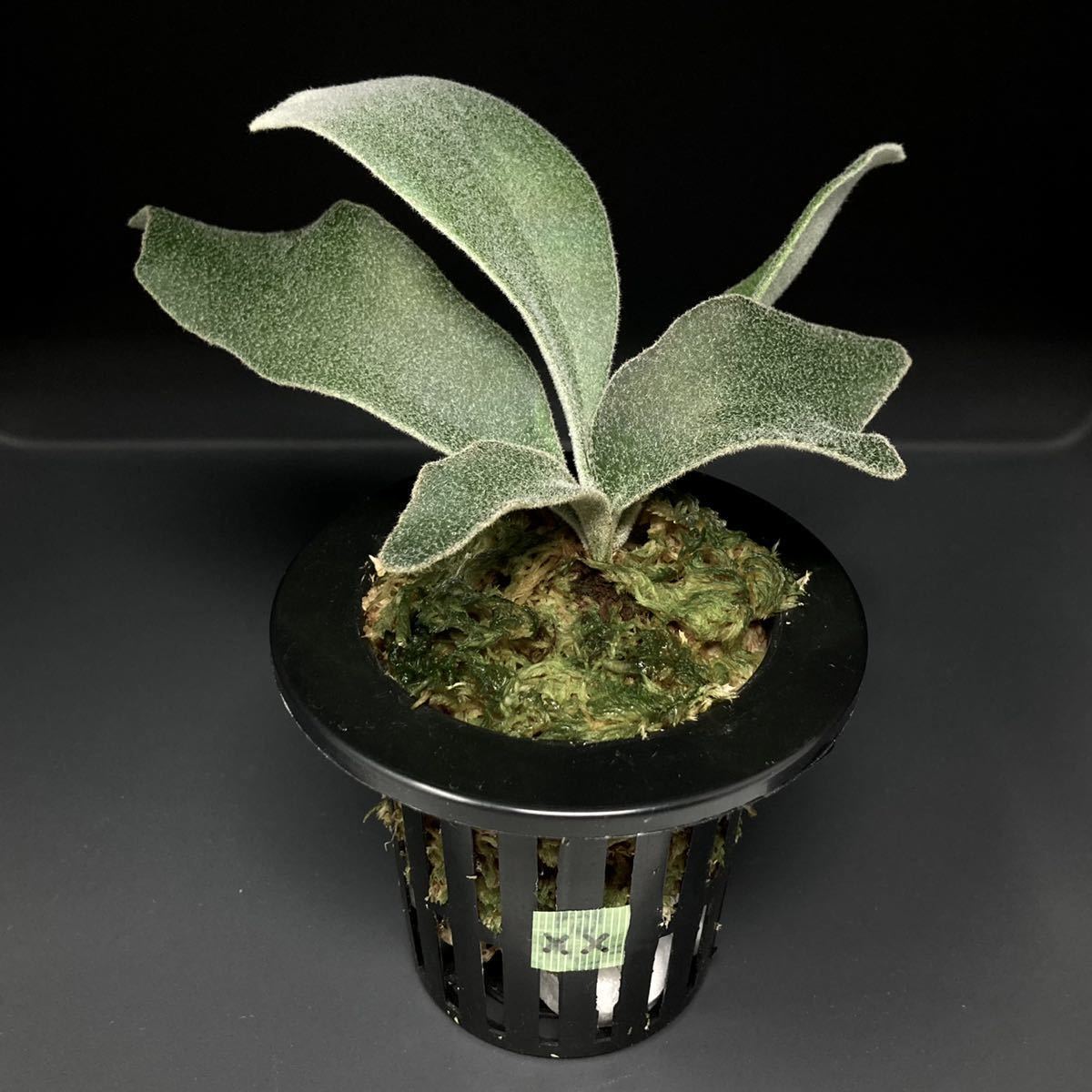 P. Willinckii Celso Tatsuta 【XX】ウィリンキー セルソ タツタ
