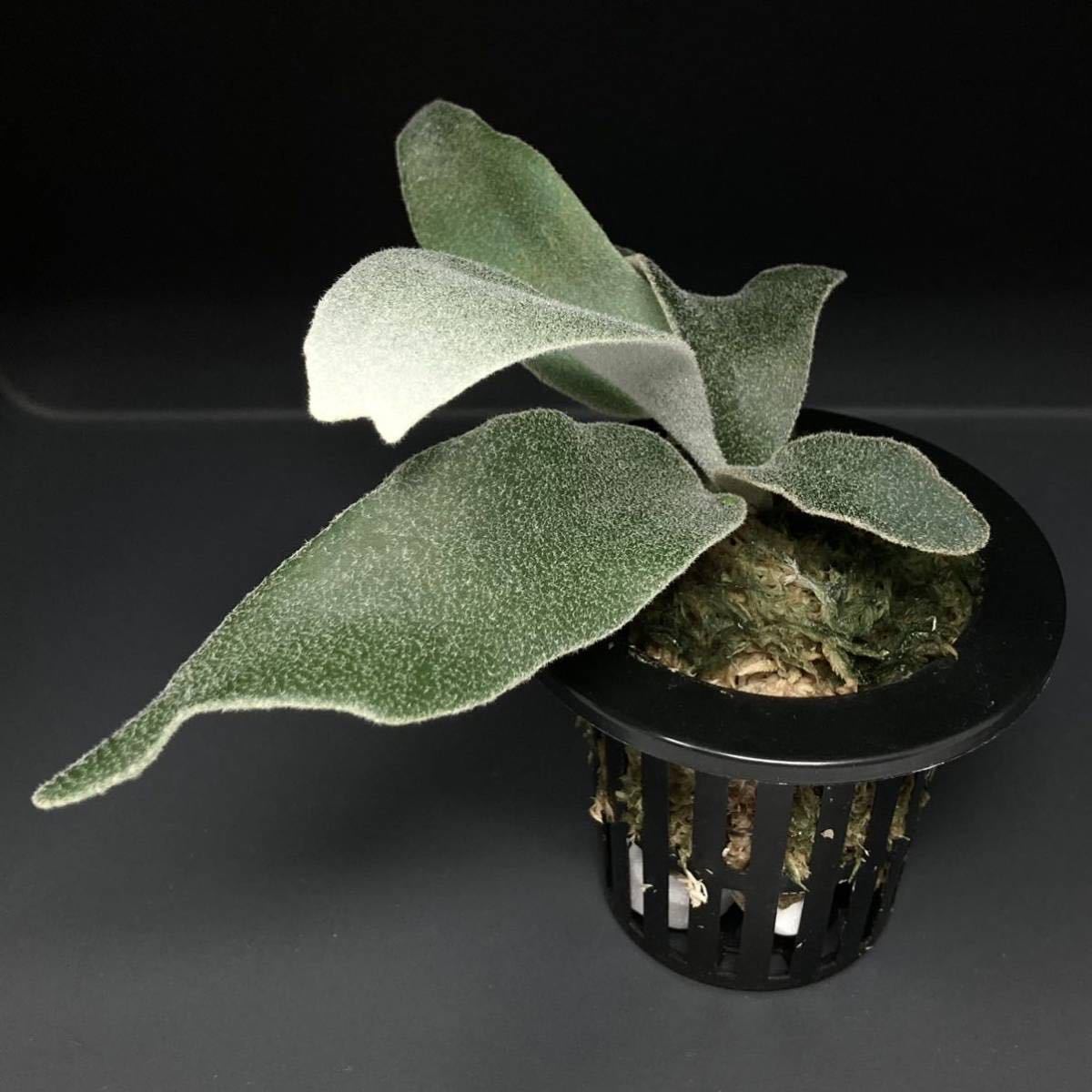 P. Willinckii Celso Tatsuta 【XX】ウィリンキー セルソ タツタ P. Willinckii Celso Tatsuta 【XX】ウィリンキー セルソ タツタ