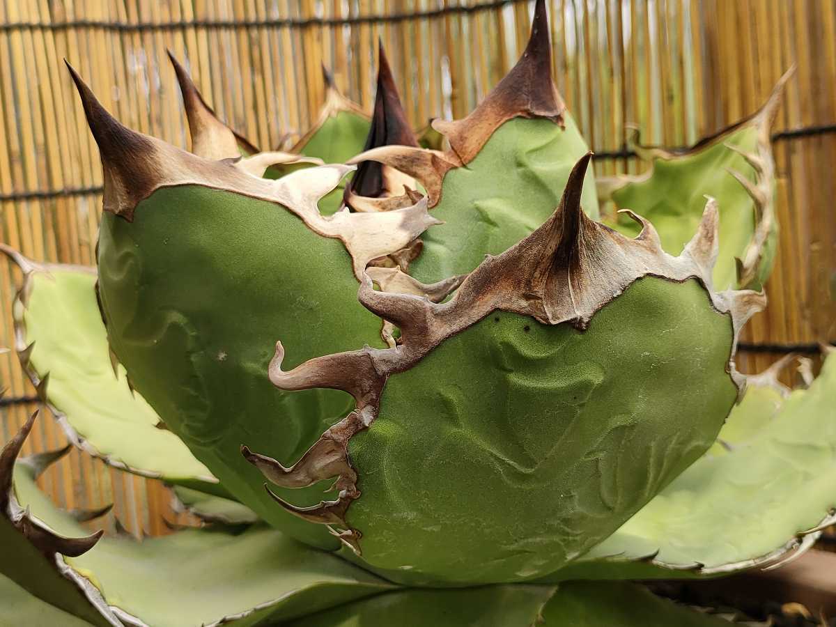 アガベ チタノタ FO-076 / Agave titanota FO-076 アガベ チタノタ FO-076 / Agave titanota FO-076