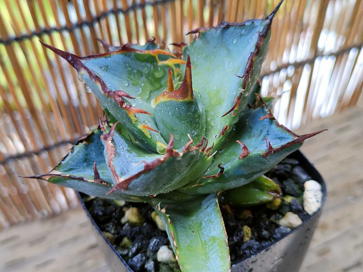 アガベ チタノタ FO-076 / Agave titanota FO-076 アガベ チタノタ FO-076 / Agave titanota FO-076