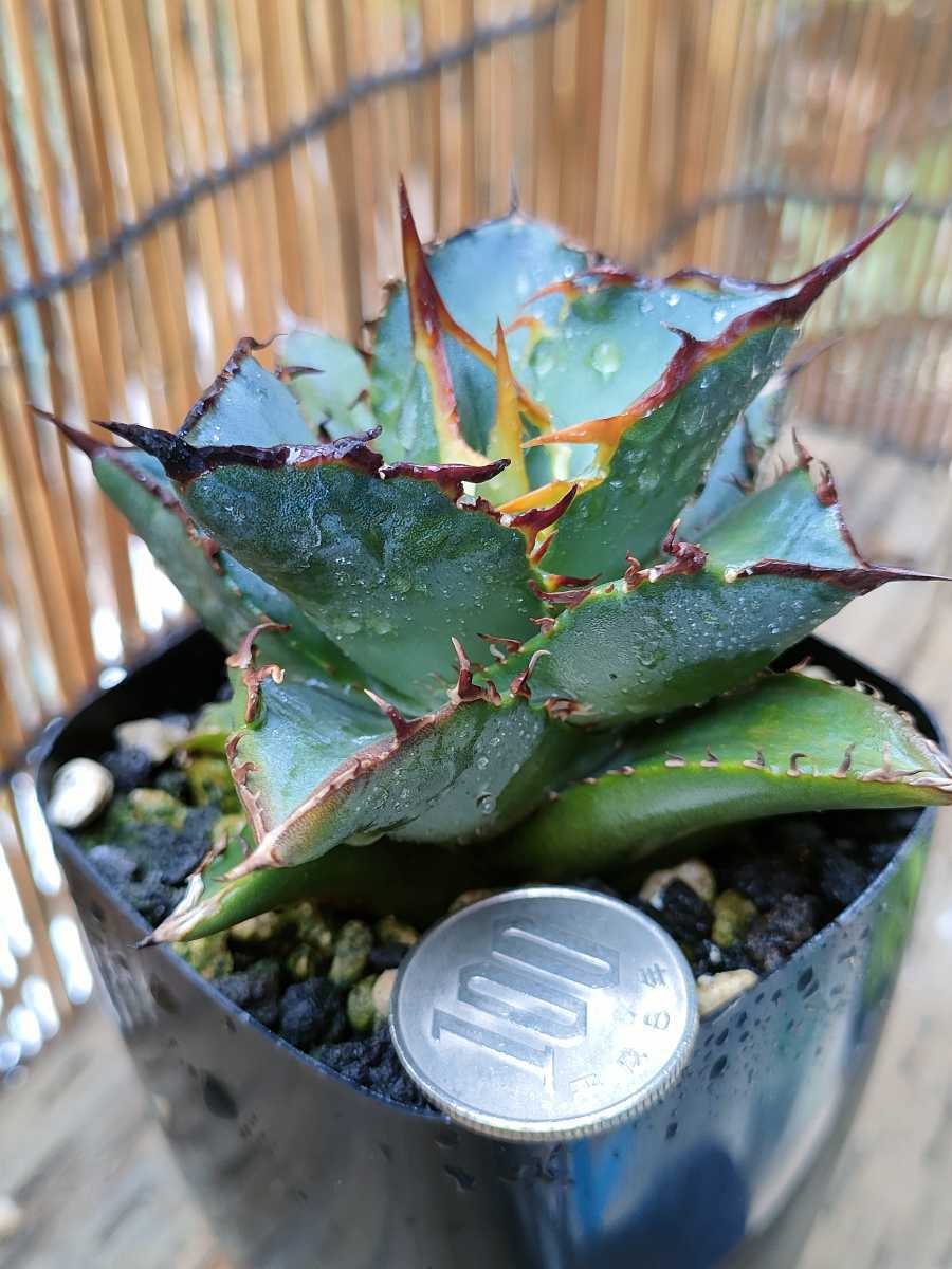 アガベ チタノタ FO-076 / Agave titanota FO-076 アガベ チタノタ FO-076 / Agave titanota FO-076