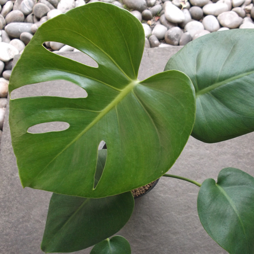 モンステラ（Monstera deliciosa）４号