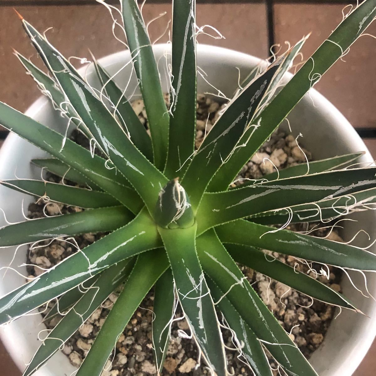 多肉植物 アガベ 台湾株 美株 Agave schidigera | monsterdog.com.br