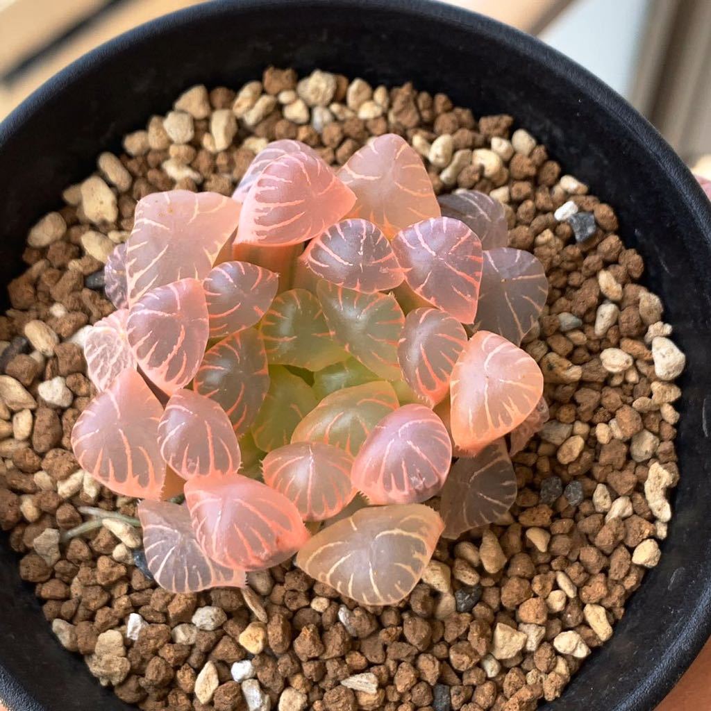 多肉植物 ハオルチア オブツーサ錦 OB-1 糊斑 | tspea.org
