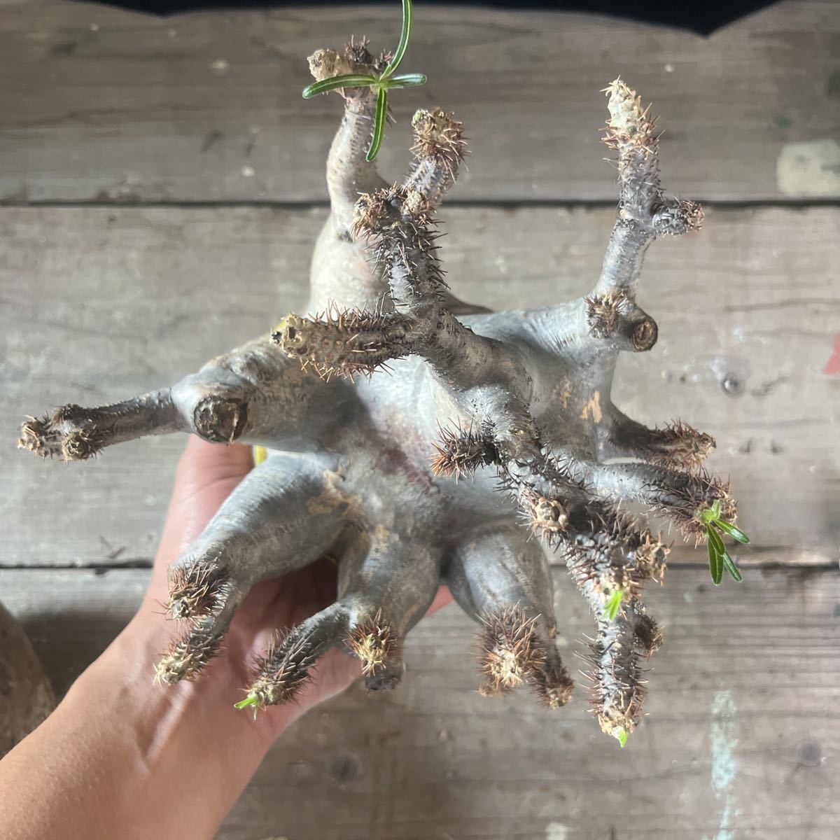 18□□Pachypodium Gracilius□□パキポディウム グラキリス 18□□Pachypodium Gracilius□□パキポディウム グラキリス
