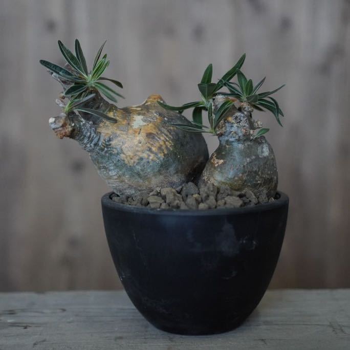 ダブルヘッド※厳選良型□□Pachypodium Gracilius□□パキポディウム