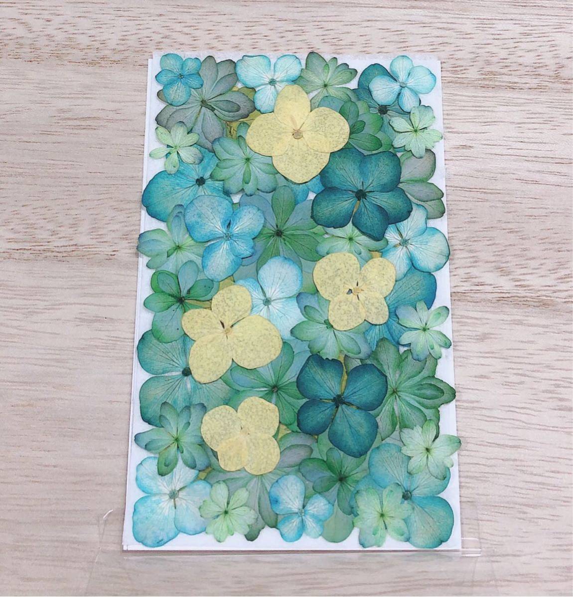 [ pressed flower material ] green hydrangea set 1