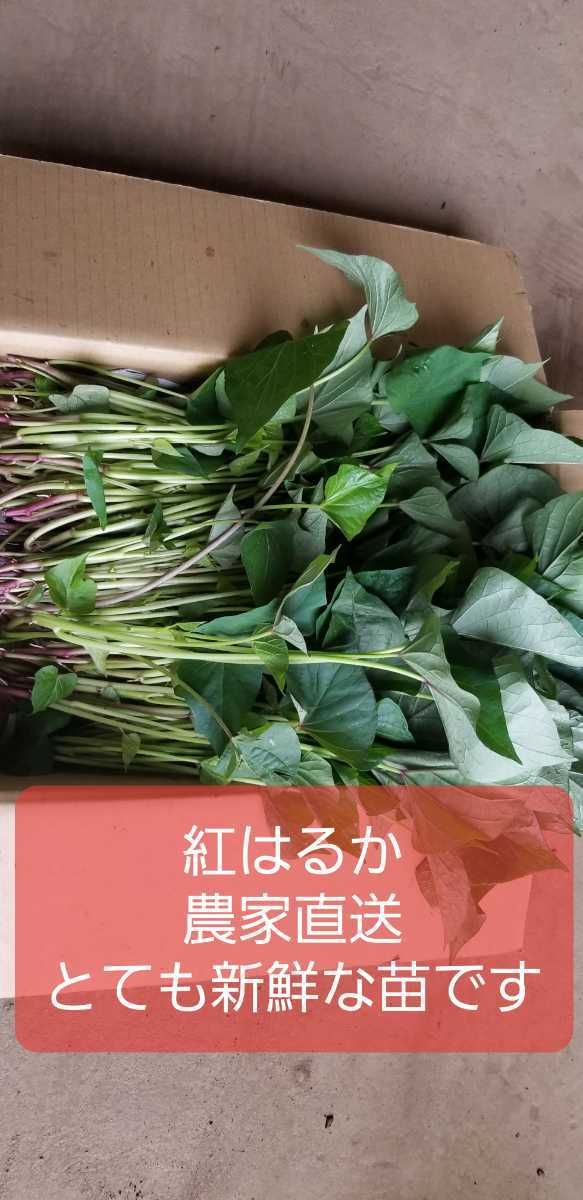 1000本紅はるか苗さつまいも苗ウイルスフリーバイオ苗収穫量多い、病気