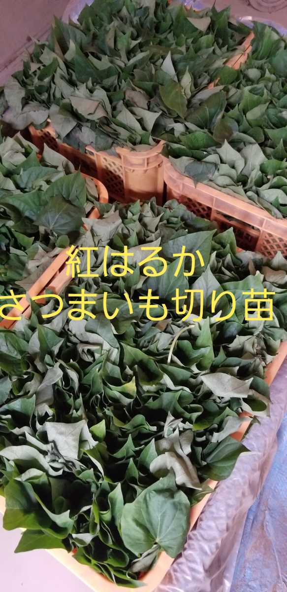 200本紅はるか苗さつまいも苗ウイルスフリーバイオ苗収穫量多い、病気