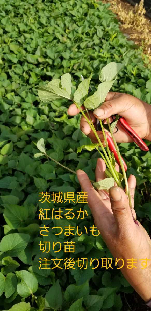 200本紅はるか苗さつまいも苗ウイルスフリーバイオ苗収穫量多い、病気