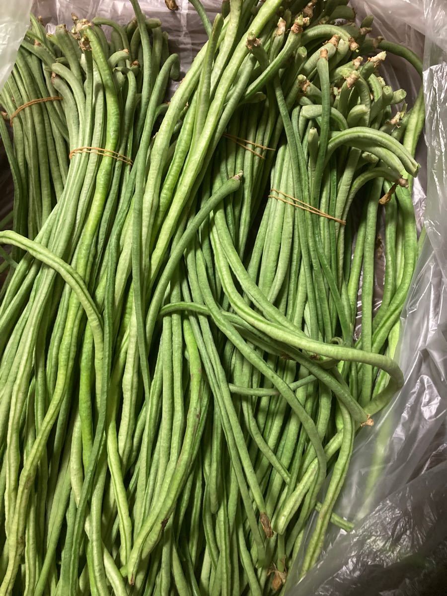 Paypayフリマ 茨城県産 新鮮野菜 四季豆 ささげ 豆2kg 常温発送 Paypayフリマ 茨城県産 新鮮野菜 四季豆 ささげ 豆2kg 常温発送
