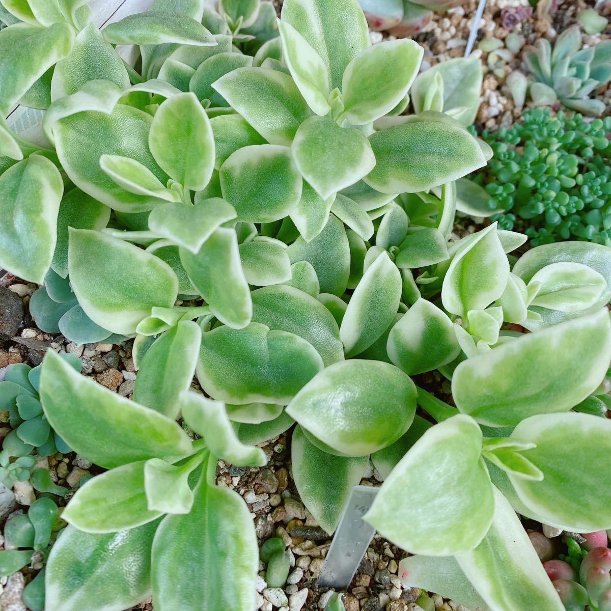 50円スタート! ベビーサンローズ カット苗 一本 多肉植物 斑入り 商品