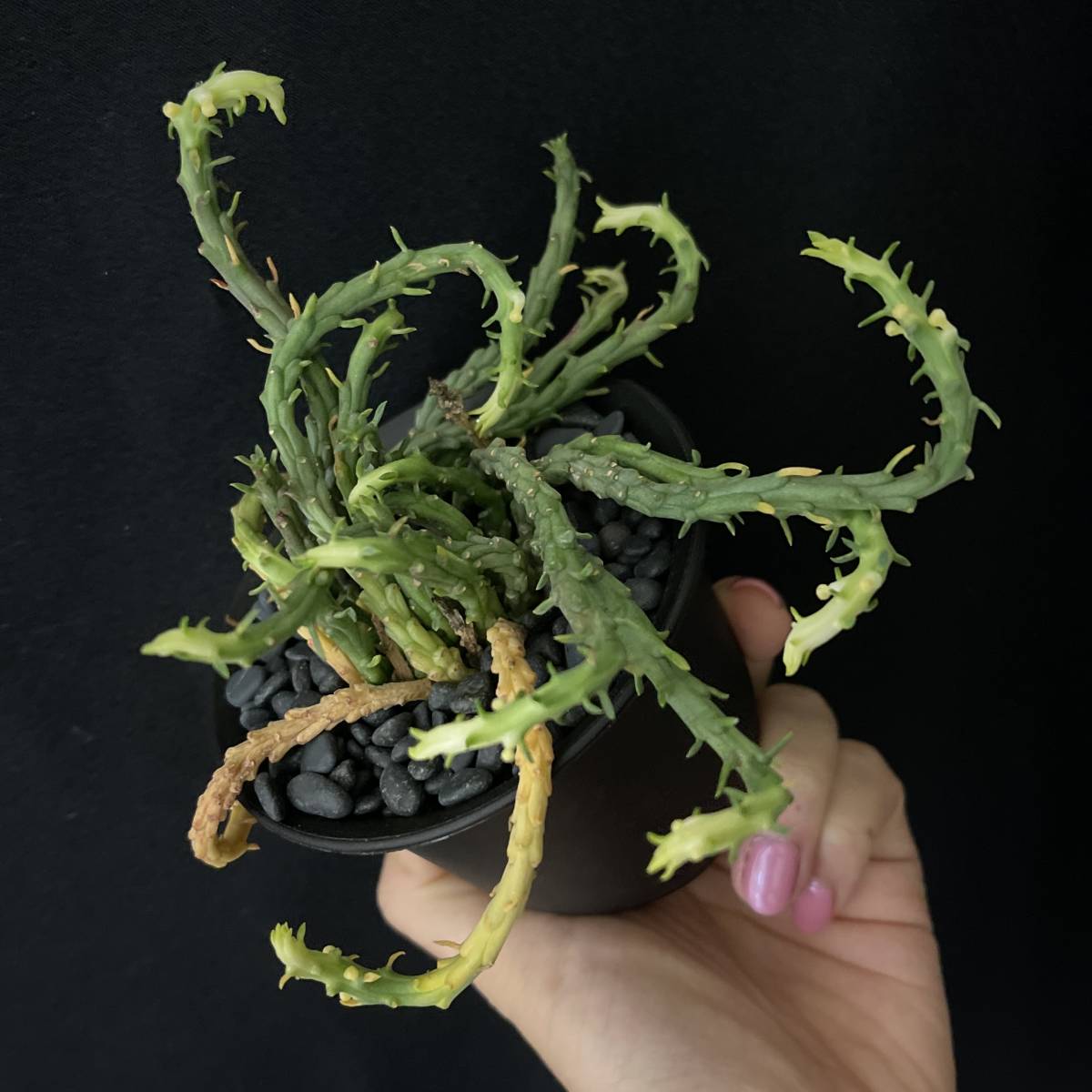 ユーフォルビア フラナガニー 孔雀丸 2/Euphorbia flanaganii 観葉植物 多肉植物 珍奇植物 ビザールプランツ_画像3