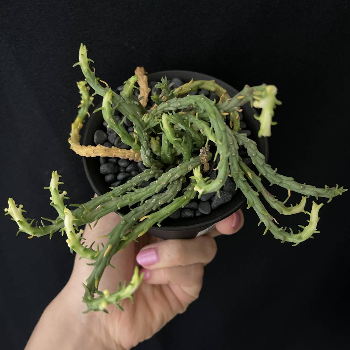 ユーフォルビア フラナガニー 孔雀丸 2/Euphorbia flanaganii 観葉植物 多肉植物 珍奇植物 ビザールプランツ_画像5
