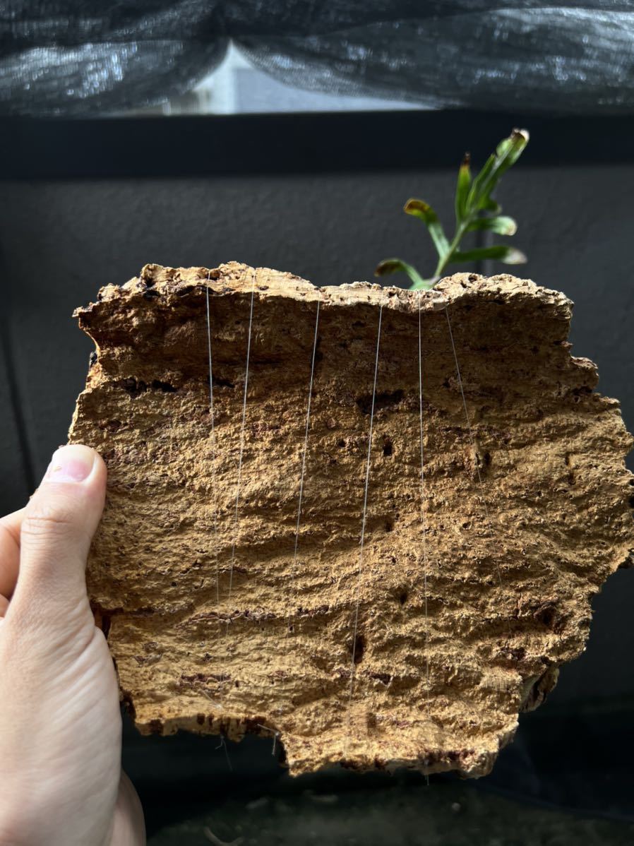Lecanopteris mirabilis レカノプテリス ミラビリス アリ植物 Lecanopteris mirabilis レカノプテリス ミラビリス アリ植物