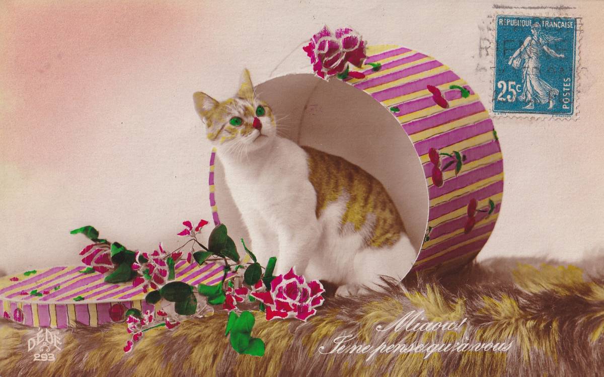 アンティークポストカード 絵葉書 フォト 帽子箱に入った可愛い猫 公式