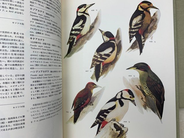 新版鳥類原色大図説 全3巻揃 黒田長礼 1980年 CGD2301 自然科学 新版鳥類原色大図説 全3巻揃 黒田長礼 1980年 CGD2301 自然科学