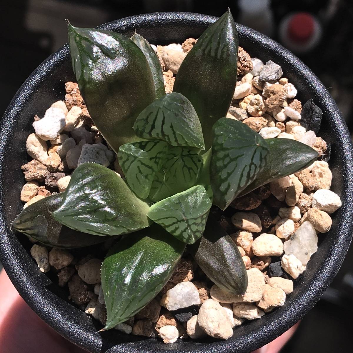 青蛇伝 多肉植物 ハオルチア karatebih.ba