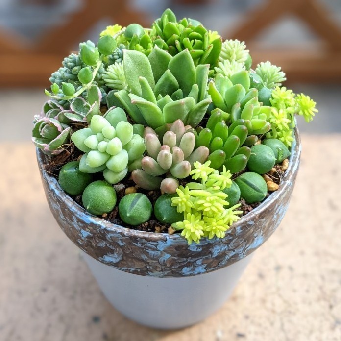 多肉 寄せ植え セダム|Yahoo!フリマ(旧PayPayフリマ) 多肉 寄せ植え セダム|Yahoo!フリマ(旧PayPayフリマ)