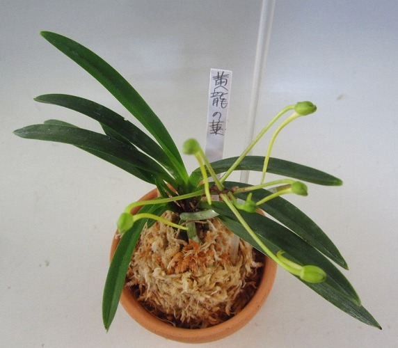 ヤフオク 富貴蘭 黄龍の華 富貴蘭 長生蘭 セッコク 山野草 ヤフオク 富貴蘭 黄龍の華 富貴蘭 長生蘭 セッコク 山野草