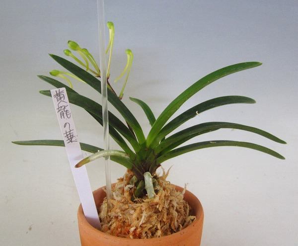 ヤフオク 富貴蘭 黄龍の華 富貴蘭 長生蘭 セッコク 山野草 ヤフオク 富貴蘭 黄龍の華 富貴蘭 長生蘭 セッコク 山野草