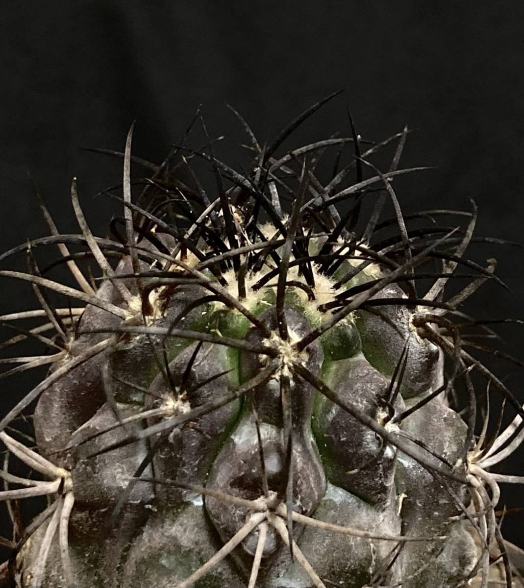 貴重 大株 コピアポア グリセオビオラセア 栗星玉 ③ Copiapoa 貴重 大株 コピアポア グリセオビオラセア 栗星玉 ③ Copiapoa