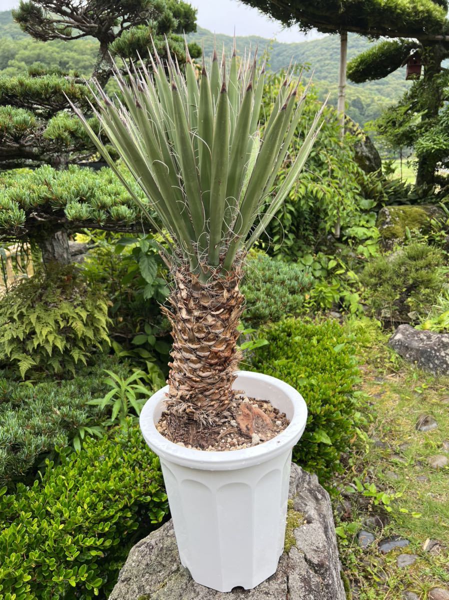 ユッカフィリフェラ(Yucca filifera) 花、園芸 ユッカフィリフェラ(Yucca filifera) 花、園芸