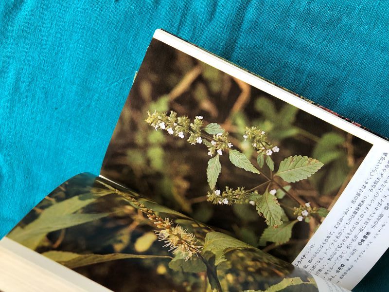 * wild grasses hand book 1 spring. flower *2 summer. flower *3 autumn Hanayama ... company 