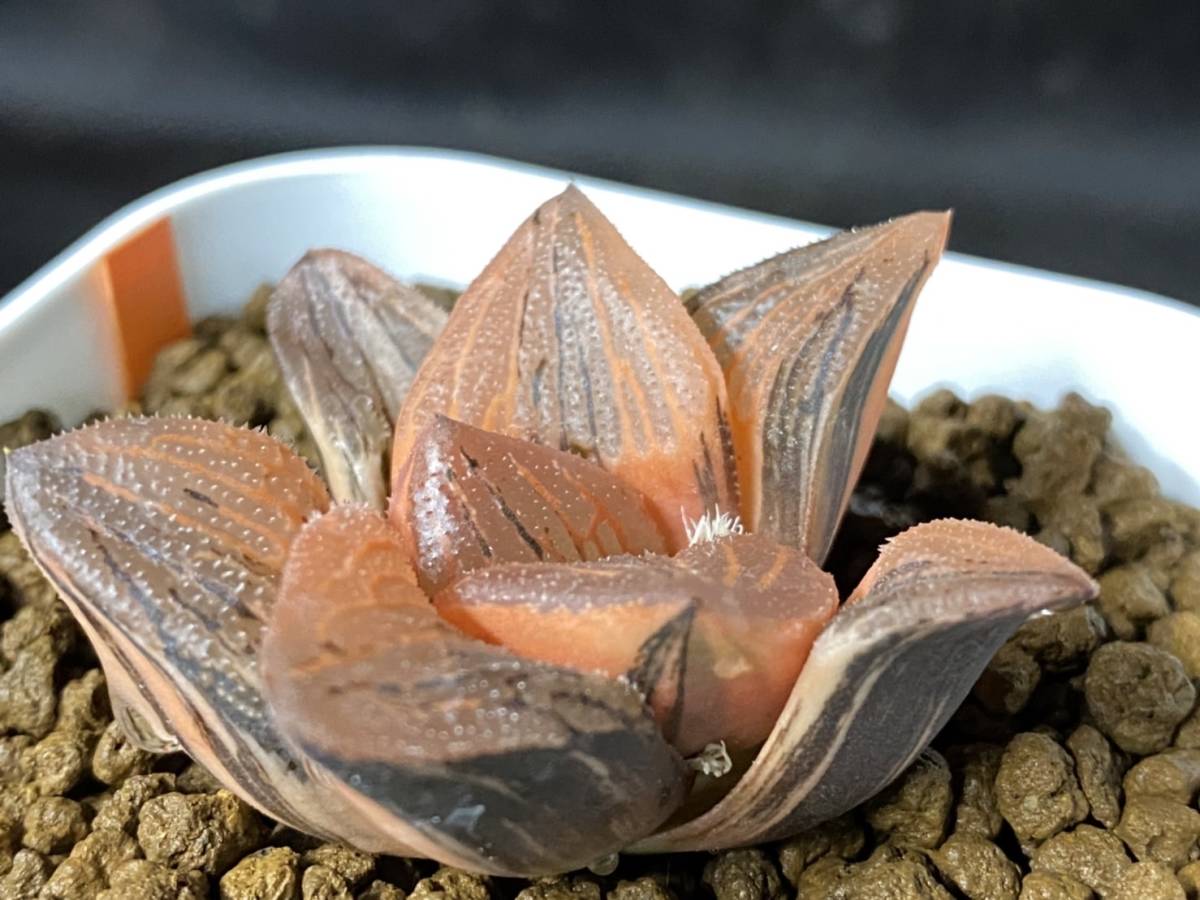 多肉植物 ハオルシア スプレンデンス錦hyb. 李実生 ajustsolutions.com