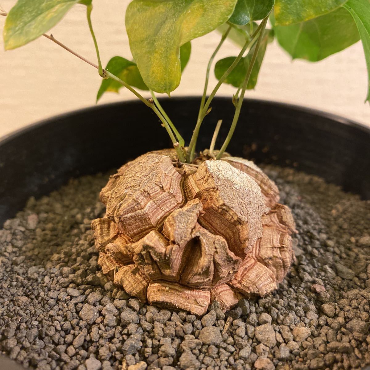 アフリカ亀甲竜 Dioscorea elephantipes #51 アフリカ亀甲竜 Dioscorea elephantipes #51