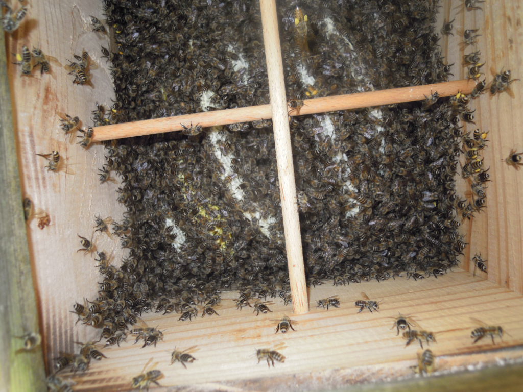 ★日本蜜蜂の蜂蜜/百花蜜　令和3年秋採蜜　純粋無添加無加工な天然蜂蜜　270ｇ×1本★_画像7