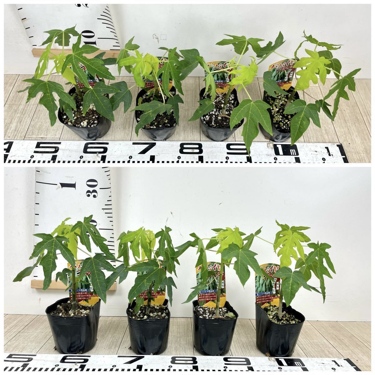パパイヤ苗 パッションゴール 10鉢 deaflink.com