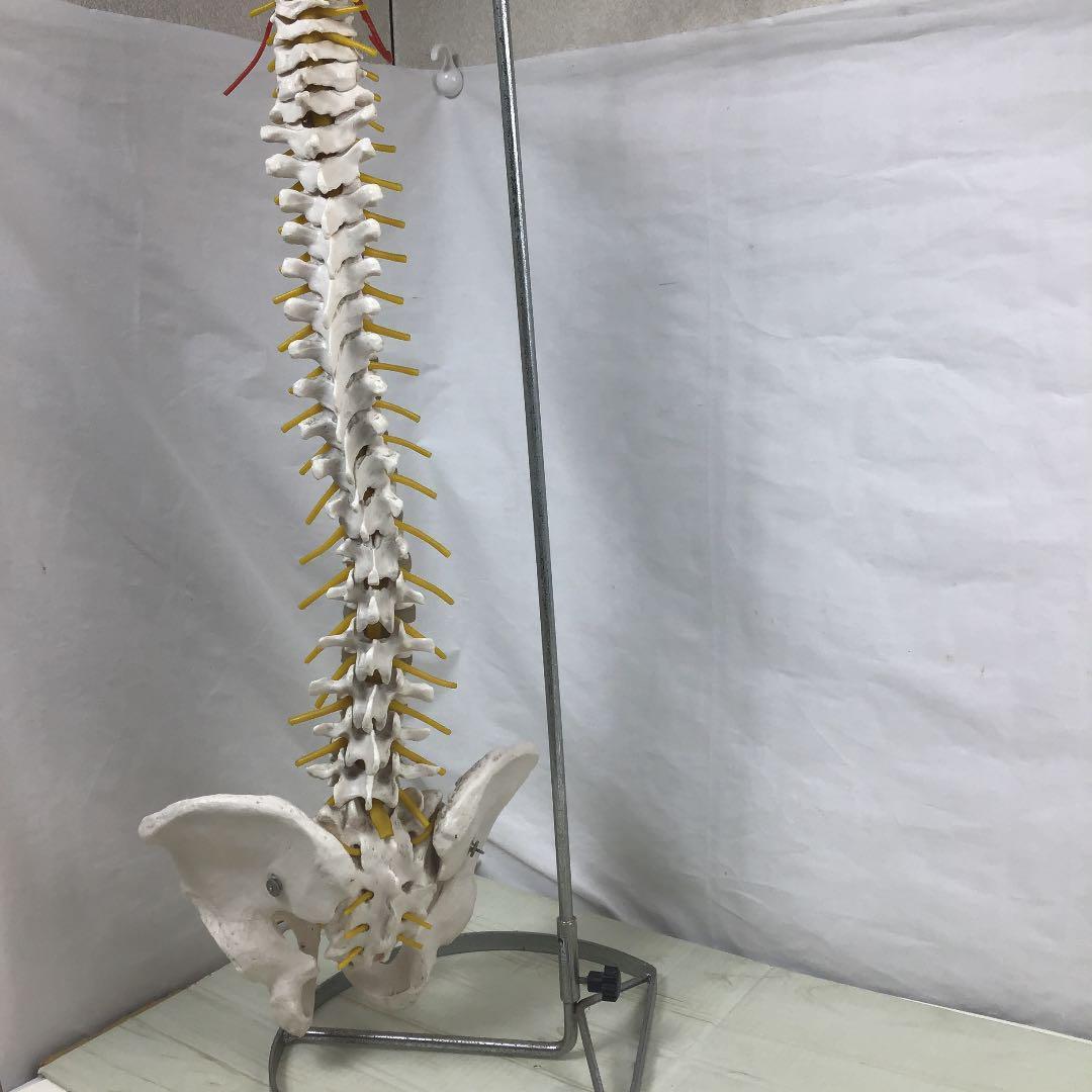 骨格標本 脊柱模型 スタンド付き 骨 整体 カイロ 接骨院 模型 カイロ