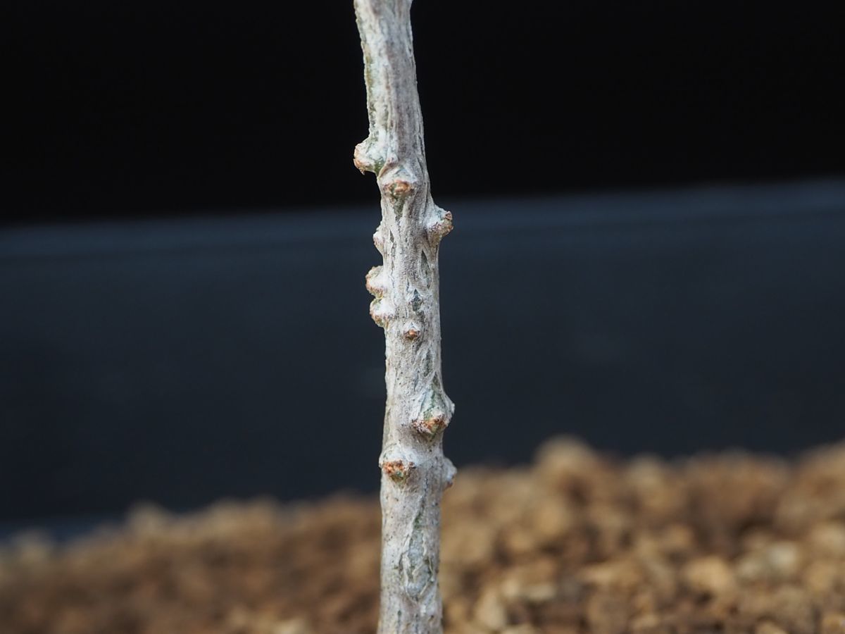 RR_オペルクリカリア　希少種　ヒルスティッシマ/Operculicarya hirsutissima/1株/2020年　輸入種子実生苗ヒファエノイデス_画像6