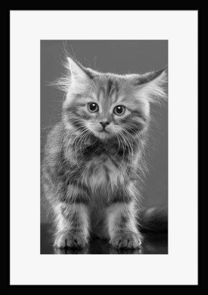 BW:Cat/猫/ねこ/ネコ/キャット/モノクロ写真フレームマット付1_画像1