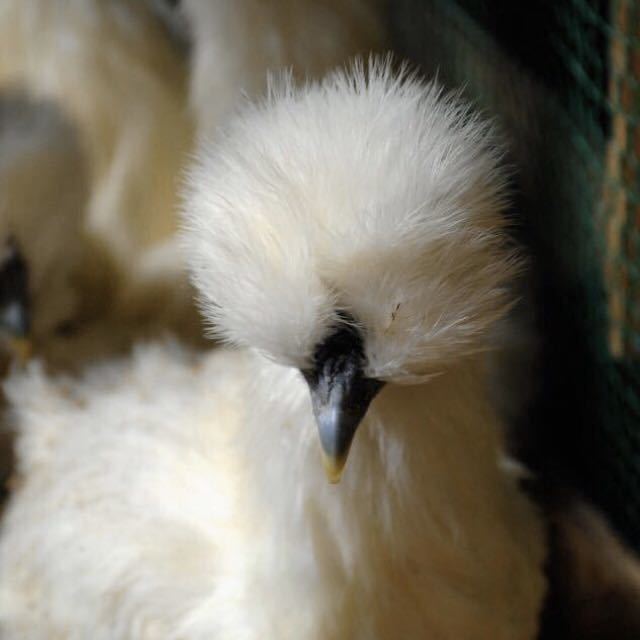 孵化用　多産系　烏骨鶏　有精卵　20個（割れ保障込み）_画像3
