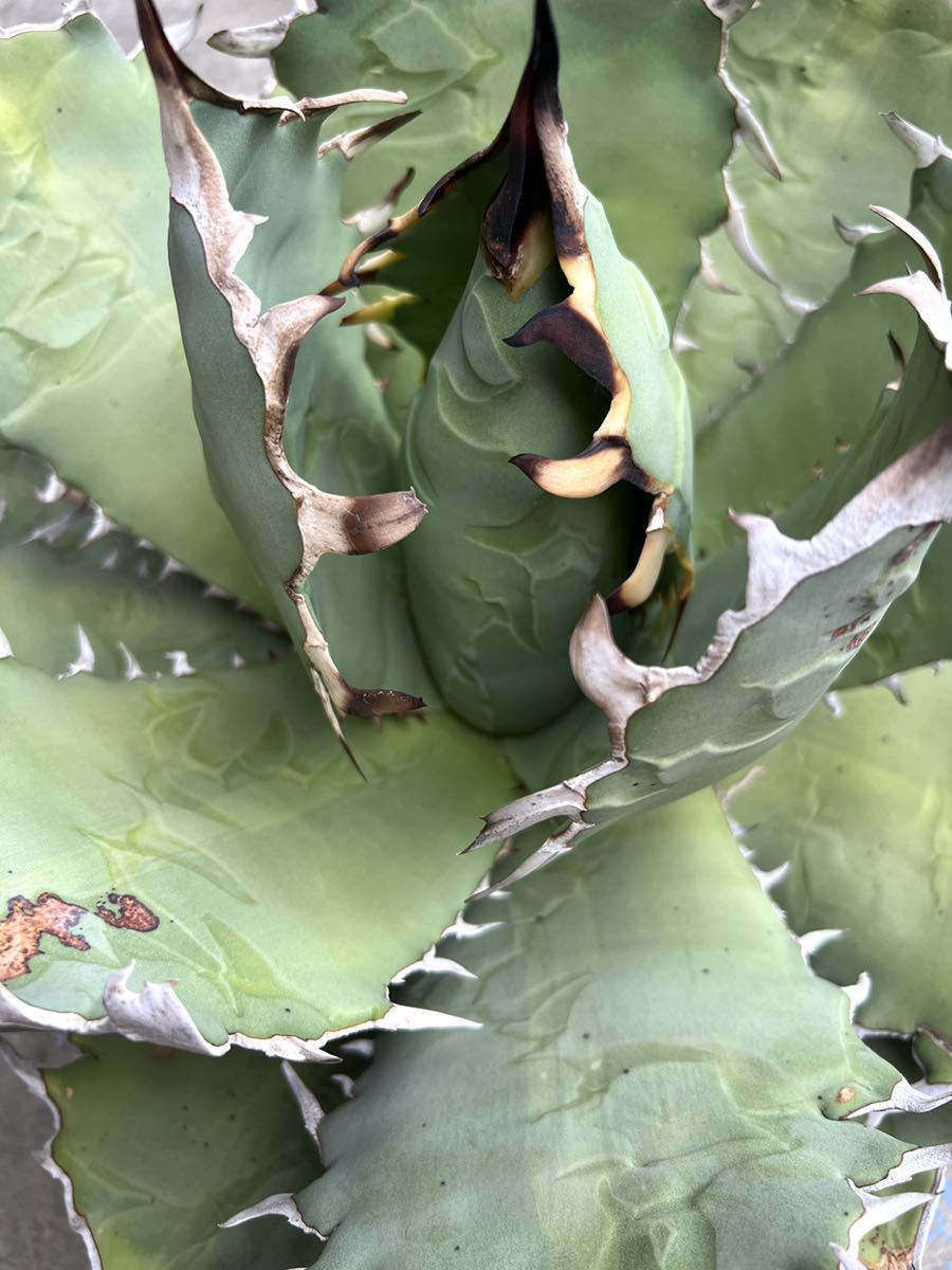 ゴジラ Agave titanota PUP アガベ チタノタ 多肉植物 www.esole.eu