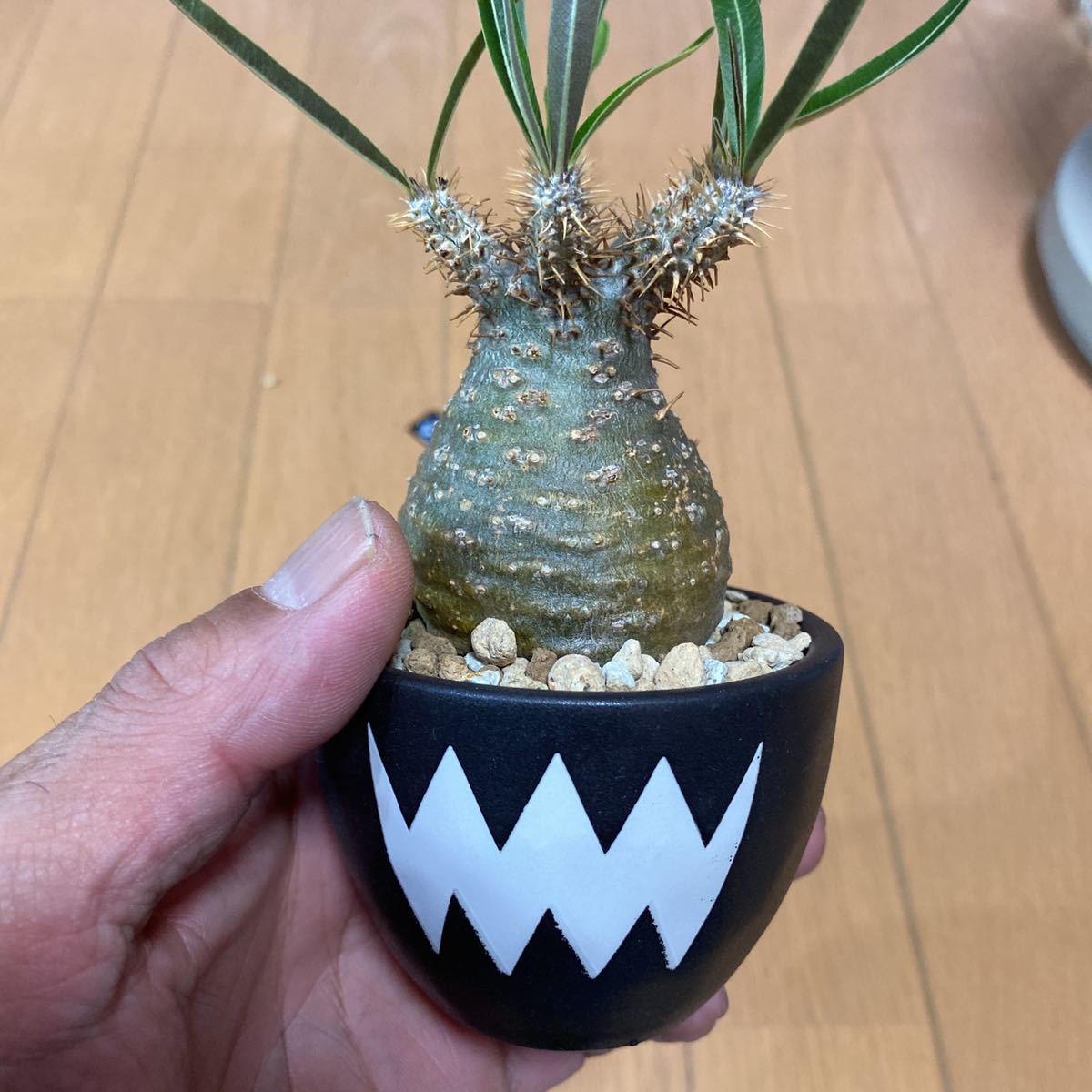 小さなパキポディウムグラキリス 発根済み コーデックス 塊根植物 ...