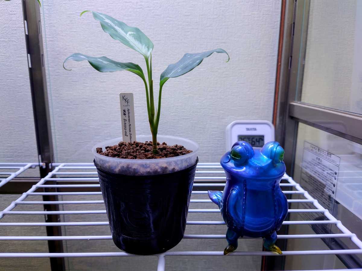 アグラオネマ ピクタム 妖鳥 ようちょう LA便 ネームド 増殖株 アグラオネマ ピクタム 妖鳥 ようちょう LA便 ネームド 増殖株
